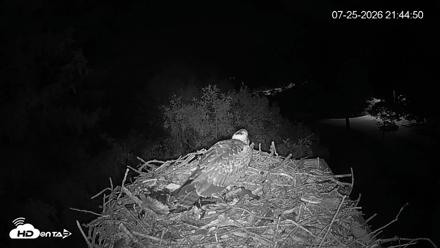 Mashpee Natl. Wildlife Refuge Live Osprey Cam - Jul 25, 2026, 9:53pm EDT