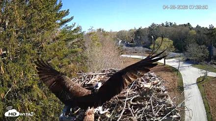 Mashpee Natl. Wildlife Refuge Live Osprey Cam - Apr 28, 2026, 7:43am EDT