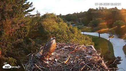 Mashpee Natl. Wildlife Refuge Live Osprey Cam - Jul 26, 2026, 5:52am EDT