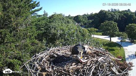 Mashpee Natl. Wildlife Refuge Live Osprey Cam - Jul 16, 2026, 8:07am EDT