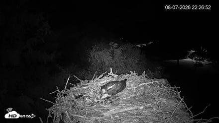 Mashpee Natl. Wildlife Refuge Live Osprey Cam - Aug 7, 2026, 10:26pm EDT