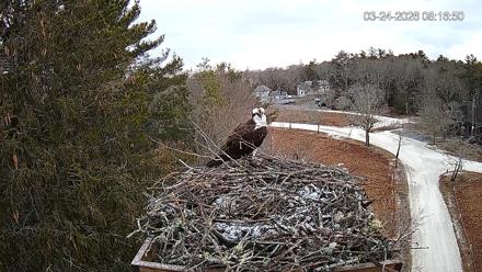 Mashpee Natl. Wildlife Refuge Live Osprey Cam - Mar 24, 2026, 8:16am EDT