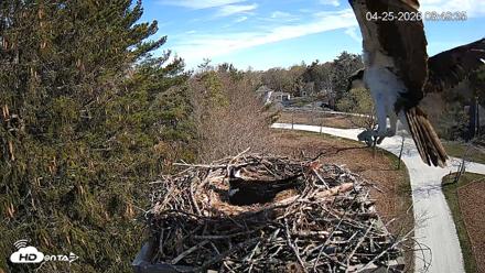 Mashpee Natl. Wildlife Refuge Live Osprey Cam - Apr 25, 2026, 8:51am EDT
