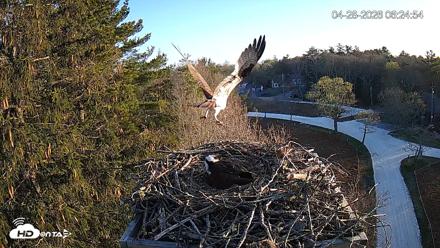 Mashpee Natl. Wildlife Refuge Live Osprey Cam - Apr 28, 2026, 7:46am EDT