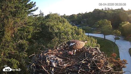 Mashpee Natl. Wildlife Refuge Live Osprey Cam - Aug 4, 2026, 6:26am EDT