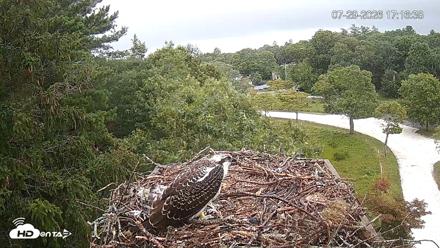Mashpee Natl. Wildlife Refuge Live Osprey Cam - Jul 29, 2026, 5:17pm EDT
