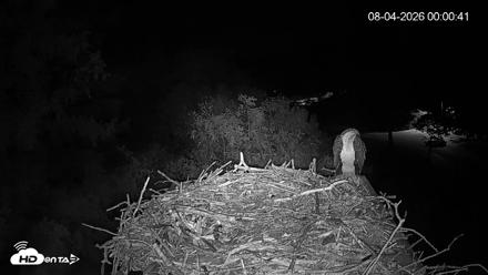 Mashpee Natl. Wildlife Refuge Live Osprey Cam - Aug 4, 2026, 12:01am EDT
