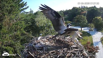 Mashpee Natl. Wildlife Refuge Live Osprey Cam - Jul 25, 2026, 7:27am EDT