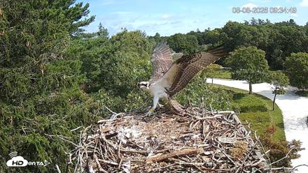 Mashpee Natl. Wildlife Refuge Live Osprey Cam - Aug 8, 2026, 12:04pm EDT
