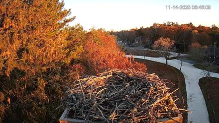 Mashpee Natl. Wildlife Refuge Live Osprey Cam - Nov 14, 2025, 6:46am EST