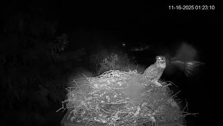 Mashpee Natl. Wildlife Refuge Live Osprey Cam - Nov 16, 2025, 8:20am EST