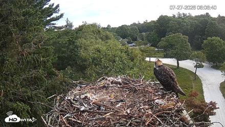 Mashpee Natl. Wildlife Refuge Live Osprey Cam - Jul 27, 2026, 6:07am EDT