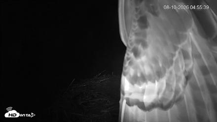 Mashpee Natl. Wildlife Refuge Live Osprey Cam - Aug 10, 2026, 4:59am EDT
