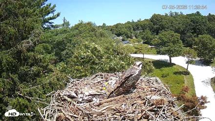 Mashpee Natl. Wildlife Refuge Live Osprey Cam - Jul 25, 2026, 11:40am EDT