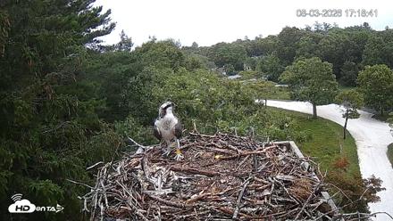 Mashpee Natl. Wildlife Refuge Live Osprey Cam - Aug 3, 2026, 5:19pm EDT