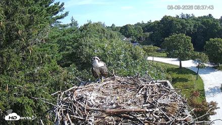 Mashpee Natl. Wildlife Refuge Live Osprey Cam - Aug 9, 2026, 8:38am EDT