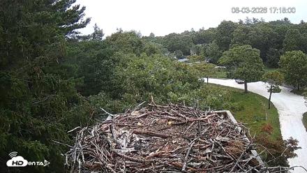 Mashpee Natl. Wildlife Refuge Live Osprey Cam - Aug 3, 2026, 5:18pm EDT