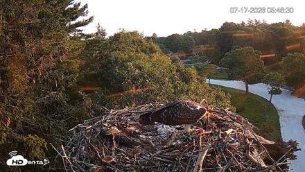 Mashpee Natl. Wildlife Refuge Live Osprey Cam - Jul 17, 2026, 5:47am EDT