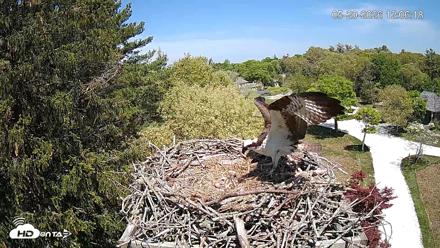 Mashpee Natl. Wildlife Refuge Live Osprey Cam - May 20, 2026, 12:06pm EDT