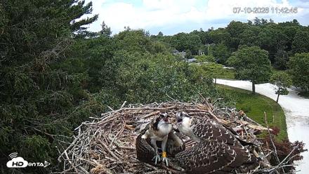 Mashpee Natl. Wildlife Refuge Live Osprey Cam - Jul 10, 2026, 11:43am EDT