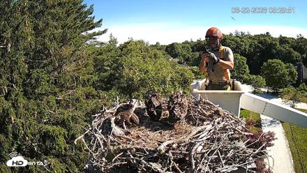 Mashpee Natl. Wildlife Refuge Live Osprey Cam - Jun 22, 2026, 8:30am EDT