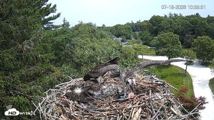 Mashpee Natl. Wildlife Refuge Live Osprey Cam - Jul 18, 2026, 11:15am EDT