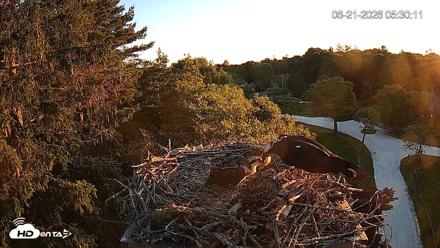 Mashpee Natl. Wildlife Refuge Live Osprey Cam - Jun 21, 2026, 5:30am EDT