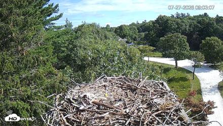 Mashpee Natl. Wildlife Refuge Live Osprey Cam - Jul 27, 2026, 9:03am EDT
