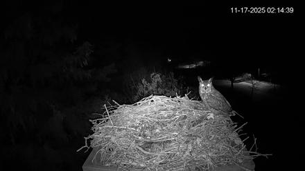 Mashpee Natl. Wildlife Refuge Live Osprey Cam - Nov 17, 2025, 8:32am EST