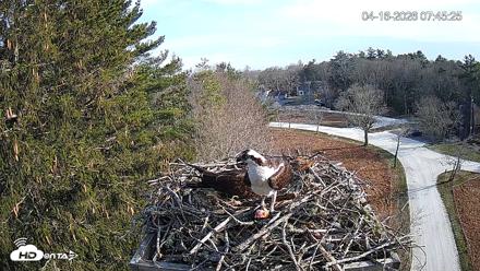 Mashpee Natl. Wildlife Refuge Live Osprey Cam - Apr 16, 2026, 10:01am EDT