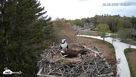 Mashpee Natl. Wildlife Refuge Live Osprey Cam - May 6, 2026, 4:39pm EDT