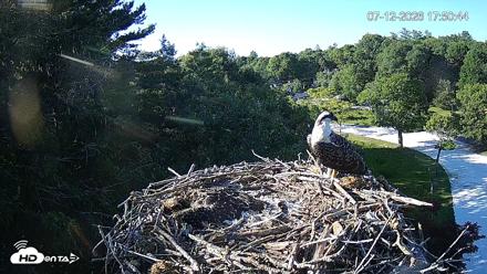 Mashpee Natl. Wildlife Refuge Live Osprey Cam - Jul 12, 2026, 5:51pm EDT