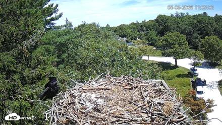 Mashpee Natl. Wildlife Refuge Live Osprey Cam - Aug 5, 2026, 11:10am EDT