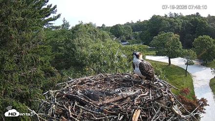 Mashpee Natl. Wildlife Refuge Live Osprey Cam - Jul 19, 2026, 7:49am EDT