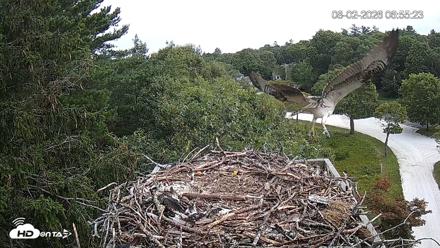 Mashpee Natl. Wildlife Refuge Live Osprey Cam - Aug 2, 2026, 7:01am EDT