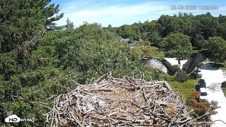 Mashpee Natl. Wildlife Refuge Live Osprey Cam - Aug 5, 2026, 11:02am EDT