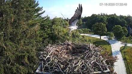 Mashpee Natl. Wildlife Refuge Live Osprey Cam - Jul 16, 2025, 7:55am EDT