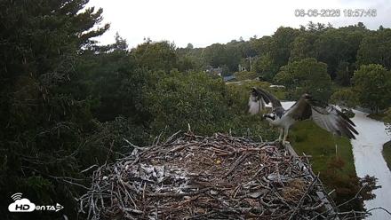 Mashpee Natl. Wildlife Refuge Live Osprey Cam - Aug 6, 2026, 10:24pm EDT