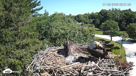 Mashpee Natl. Wildlife Refuge Live Osprey Cam - Jul 9, 2026, 9:38am EDT