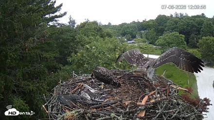 Mashpee Natl. Wildlife Refuge Live Osprey Cam - Jul 6, 2026, 12:11pm EDT
