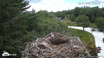 Mashpee Natl. Wildlife Refuge Live Osprey Cam - Jul 31, 2026, 1:58pm EDT