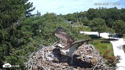 Mashpee Natl. Wildlife Refuge Live Osprey Cam - Aug 5, 2026, 6:57pm EDT