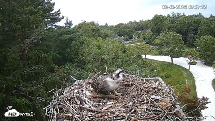 Mashpee Natl. Wildlife Refuge Live Osprey Cam - Aug 3, 2026, 9:50am EDT