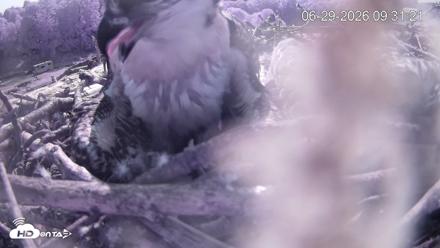 Pleasant Hill Lake Ospreys Live Nest Webcam - Jun 29, 2026, 9:31am EDT