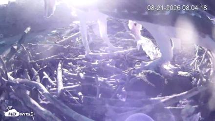 Pleasant Hill Lake Ospreys Live Nest Webcam - Aug 21, 2026, 8:04am EDT