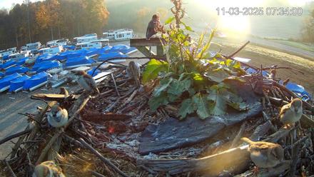 Pleasant Hill Lake Ospreys Live Nest Webcam - Nov 3, 2025, 7:34am EST