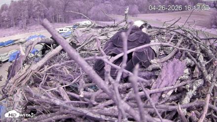 Pleasant Hill Lake Ospreys Live Nest Webcam - Apr 26, 2026, 4:18pm EDT