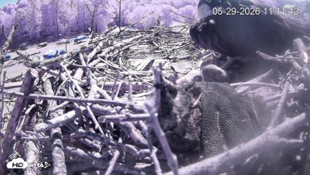 Pleasant Hill Lake Ospreys Live Nest Webcam - May 29, 2026, 11:12am EDT