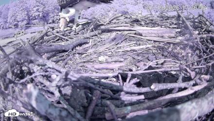 Pleasant Hill Lake Ospreys Live Nest Webcam - Jul 19, 2026, 5:37pm EDT