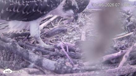 Pleasant Hill Lake Ospreys Live Nest Webcam - Jul 5, 2026, 7:12am EDT